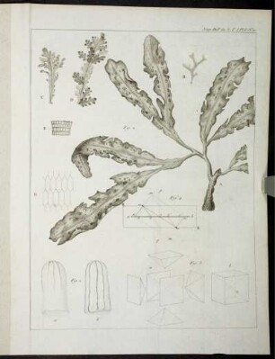 Nouv. Bull. des Sc. T.I. Pl.6. No.20. [zu S. 329f]