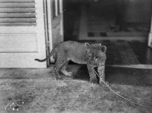 Junger Gepard : Ein junger Gepard an der Leine