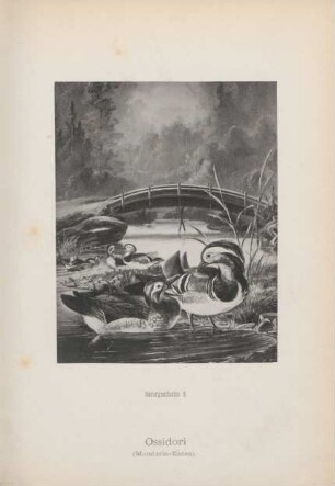 Ossidori (Mandarin-Ente)