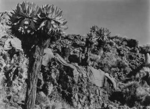 Männerportrait : Portrait eines Mannes im Mount-Kenya-Massiv, der zwischen einigen Dendrosenecio sitzt