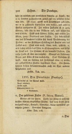 LXVI. Die Penelope