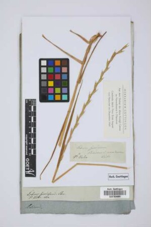 Lolium speciosum Stev.