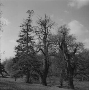 Putbus. Schloßpark