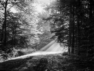 Waldweg : Straße durch den Forst von Völklingen wird von der Sonne beschienen
