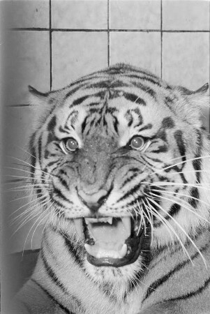 Tiger : Tierporträts. Tiger