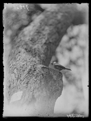 Kohlmeise : Eine Kohlmeise (Parus major Linnaeus) mit Futter vor der Nisthöhle.