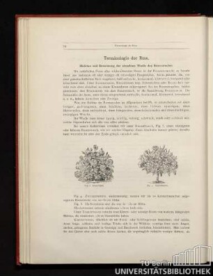 Terminologie der Rose