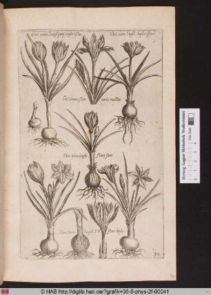 [Verschiedene Krokusse]