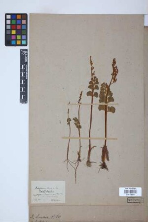Botrychium lunaria
