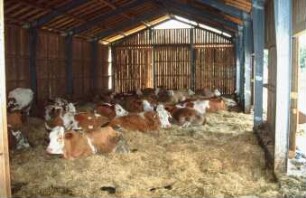 Fotografie: Stallsystem, Milchviehhaltung, Tieflaufstall, Liegehalle