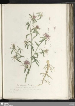 Le Chardon Etoilè