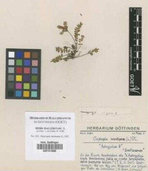 Oxytropis montana (L.) DC.