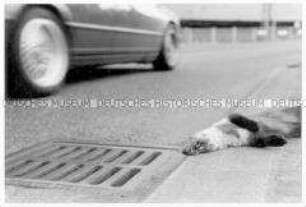 Toter Steinmarder neben Gulli und fahrendem Auto (Altersgruppe 18-21)