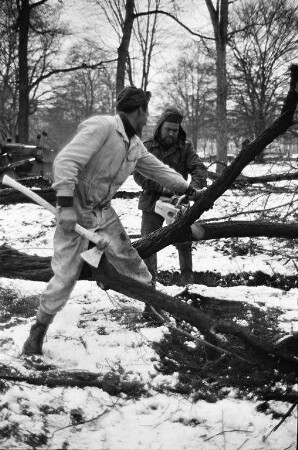 Fällen von alten, ausgedienten Linden an der Ostseite des Schlossplatzes.
