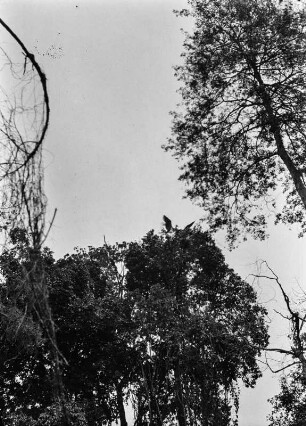 Vogel am Nest : Ein großer Vogel an seinem Nistplatz bei der Fütterung der Jungvögel.