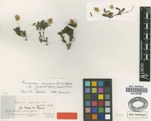 Phagnalon pumilum DC. var. Boiss. glabra[type]