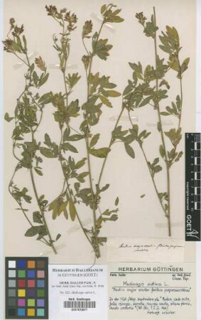 Medicago sativa L.
