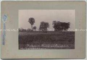 Steppe mit Palmen im Ovamboland