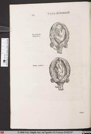 Situs naturalis maturi foetus. / Partus naturalis.