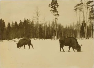 Bison bonasus (Linnaeus, 1758)