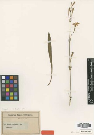 Silene longiflora Ehrh. [type]