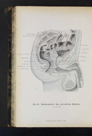 Fig. 91. Medianschnitt des männlichen Beckens.