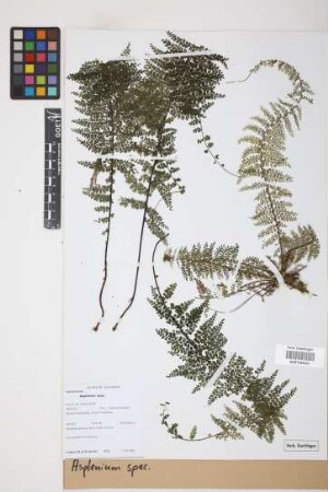 Asplenium spec.