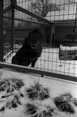 Winter im Karlsruher Zoo.