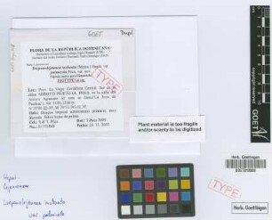 Drepanolejeunea inchoata (C.F.W.Meissn.) Stephani var. palmicola Pócs[isotype]