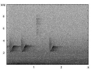 Kleiber | Sitta europaea - Gesang