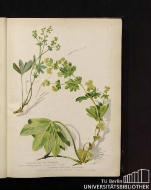 I. Alchemilla alpina Linné. Atlasmantel / II. Alchemilla vulgaris Linné. Frauenmantel.