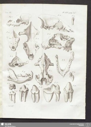 Pl. XXX. pag. 396