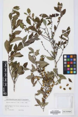 Maytenus umbellata (R. Br.) D.J. Mabberley