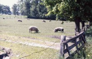 Fotografie: Weidehaltung, Schweinehaltung