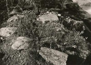Pflanzengarten auf der Deutschen Bosel in Sörnewitz
