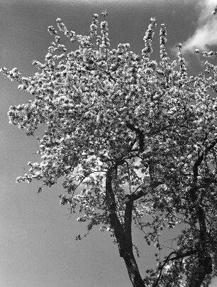 Bäume. Blühender Obstbaum