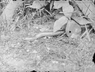 Blindschleiche : Blindschleiche (Angius fragilis Linnaeus), blaufleckige Unterart.