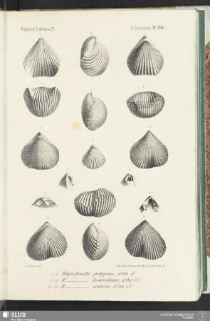Pl. 496