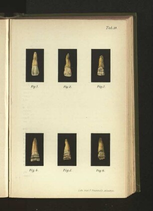 Tab. 19.