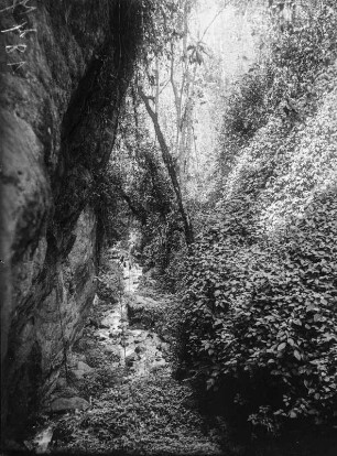 Bach : Bach in einer Schlucht im Ruwenzori-Gebirge