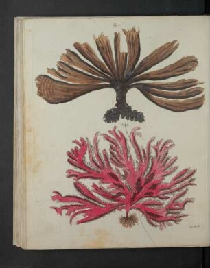 Tafel: [Pflanzen CXXXI.]