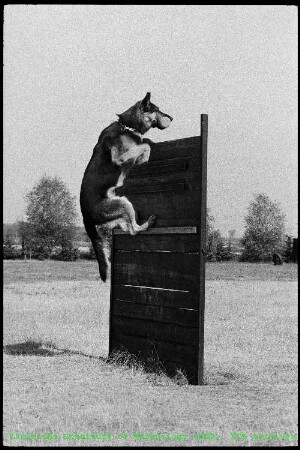 Hundeprüfung auf dem Gelände des Kernforschungszentrums Karlsruhe (KfK)