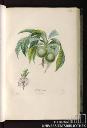 Pl. XXI. Pêcher nain.