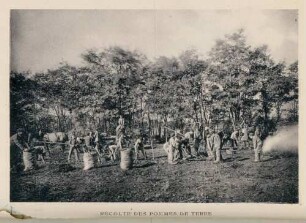 Foto von französischen Kindern bei der Kartoffelernte (Druck)