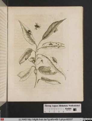 Rothe Weiden / Salix, acuto folio.