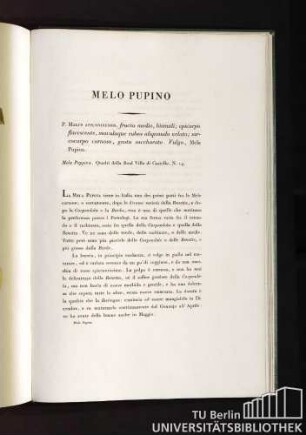 Melo Pupino