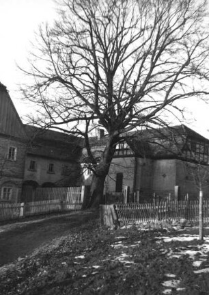 Seifhennersdorf. Linde am Grundstück Dr. Bulnheim