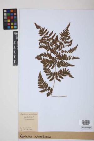 Aspidium spinulosum