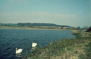 Herrenteich mit Schwänen