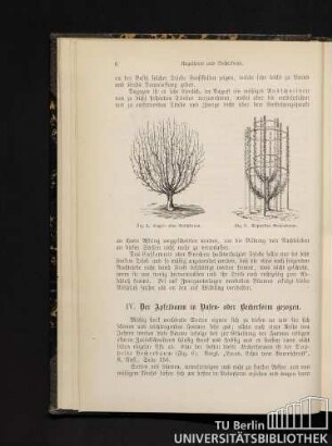 IV. Der Apfelbaum in Vasen- und Becherform gezogen.